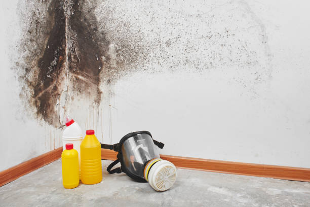 Best Mold Remediation for Specific Building Types in Suquamish, WA