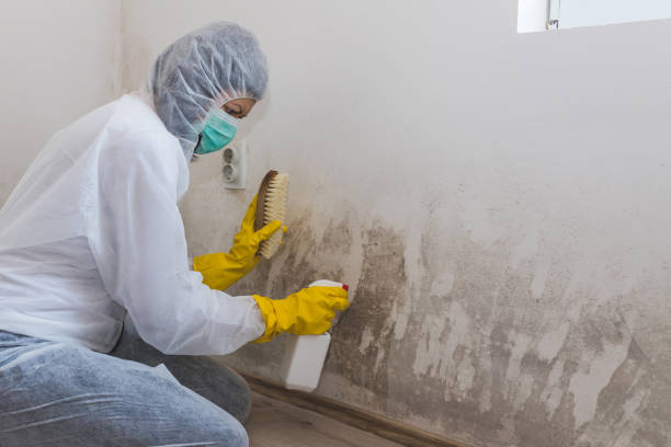 Best Commercial Mold Remediation in Suquamish, WA