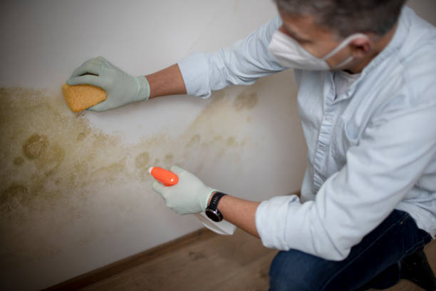Best Emergency Mold Remediation in Suquamish, WA