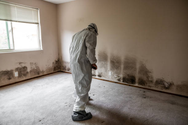 Best Health and Safety Mold Remediation in Suquamish, WA